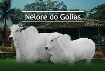 LEILÃO NELORE DO GOLIAS